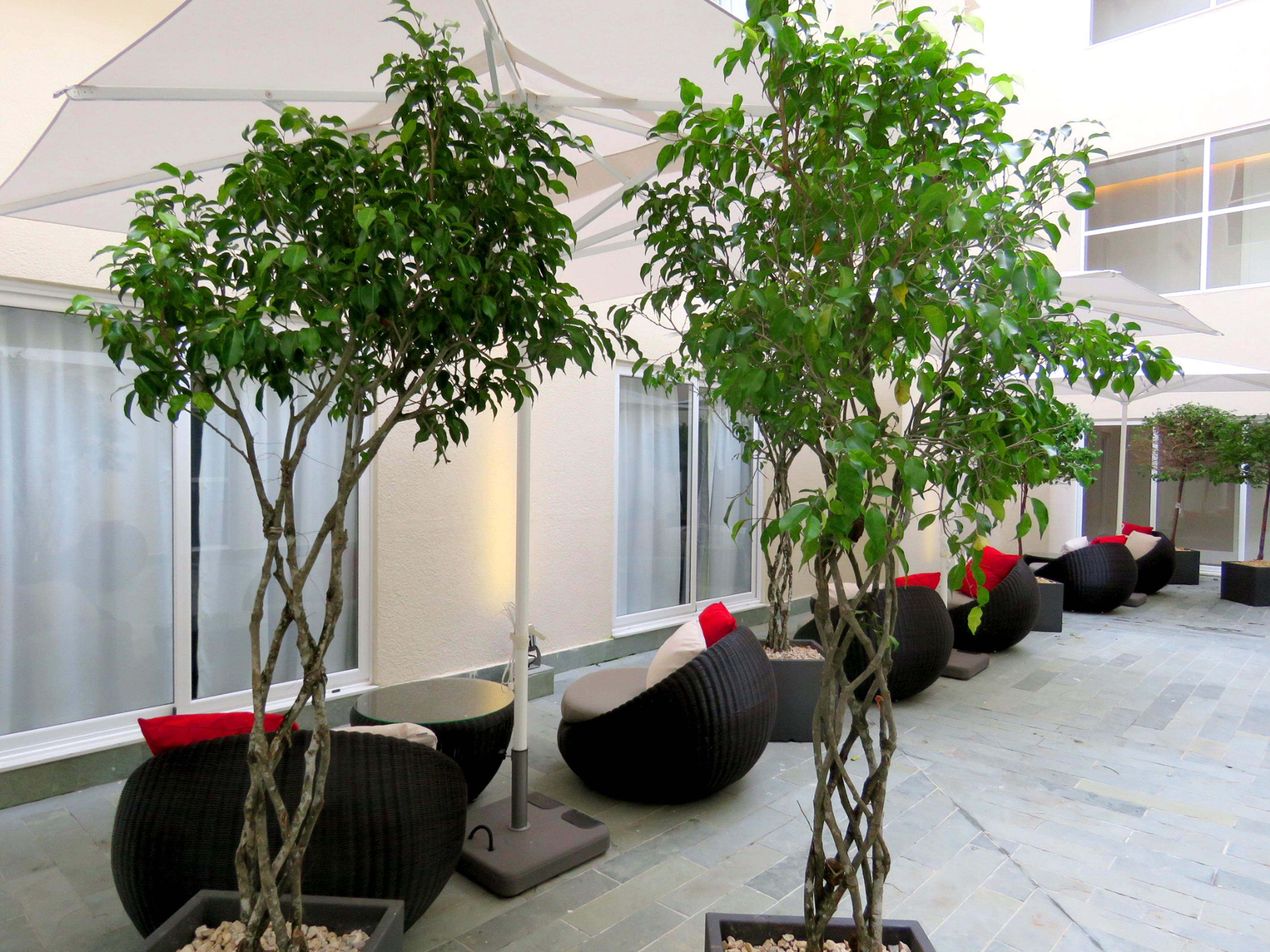 เซ็นทรัล โฮเต็ล ปานามา Hotel ปานามาซิตี้ ภายนอก รูปภาพ Ficus benjamina